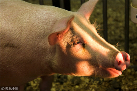 从总体的生猪市场行情来看，中南、西南地区清场出栏的猪源还要持续一段时间，所以我们认为7月底之前生猪价格还是处于震荡的态势！